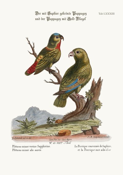 The Sapphire-crowned Parrakeet, and the Golden-winged Parrakeet by George Edwards